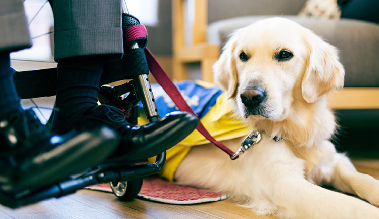 日本介助犬協会の会員イメージ